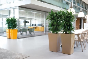 Boost Your Office Aesthetics: 4 Striking Indoor Plants for Decoration